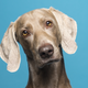 Illustration for article titled Protect Your Pups From This Recalled Dog Food